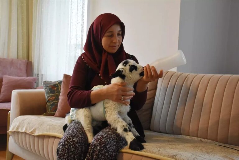 yasemin-kocun-sefkatli-kuzu-bakimi-GCIFYKJN.jpg