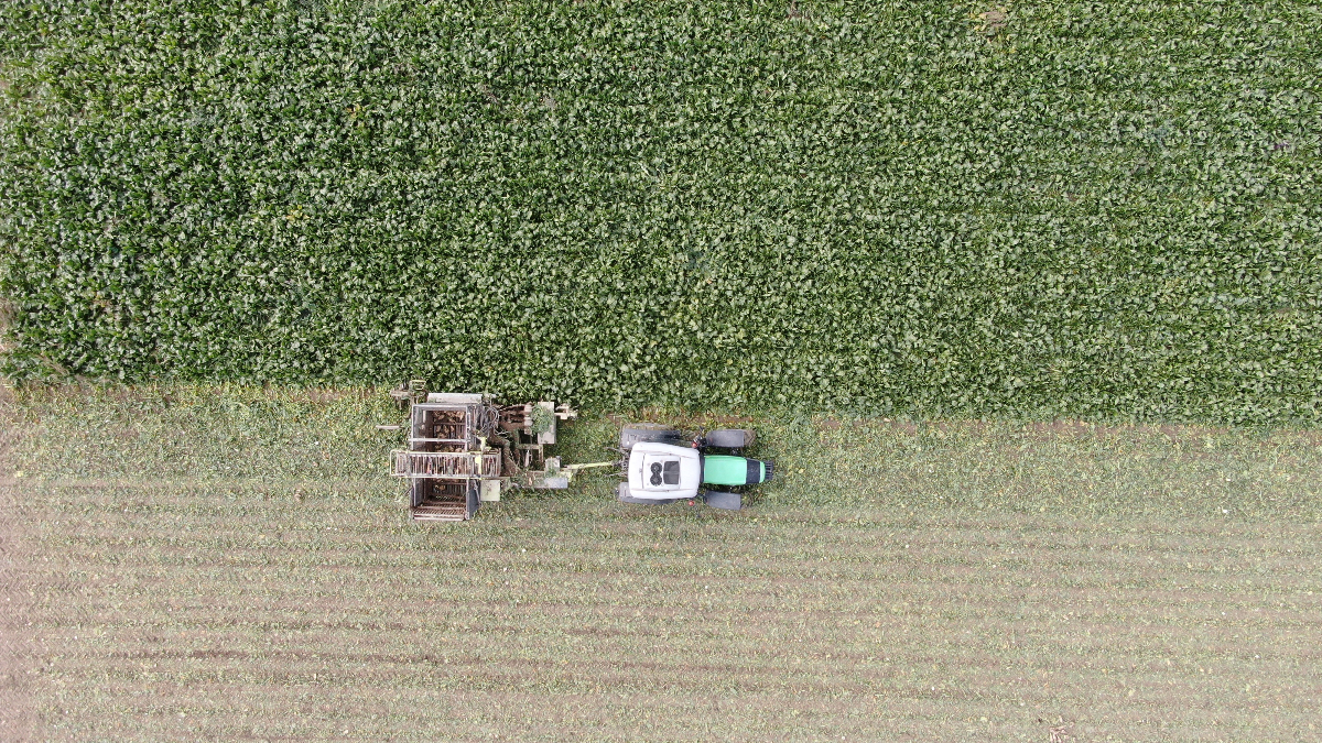kastamonuda ciftcilerin zorlu pancar mesaisi 1 donum alandan 5 ton urun elde edildi cHyviwuE.jpg